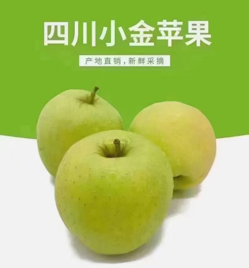 小金苹果