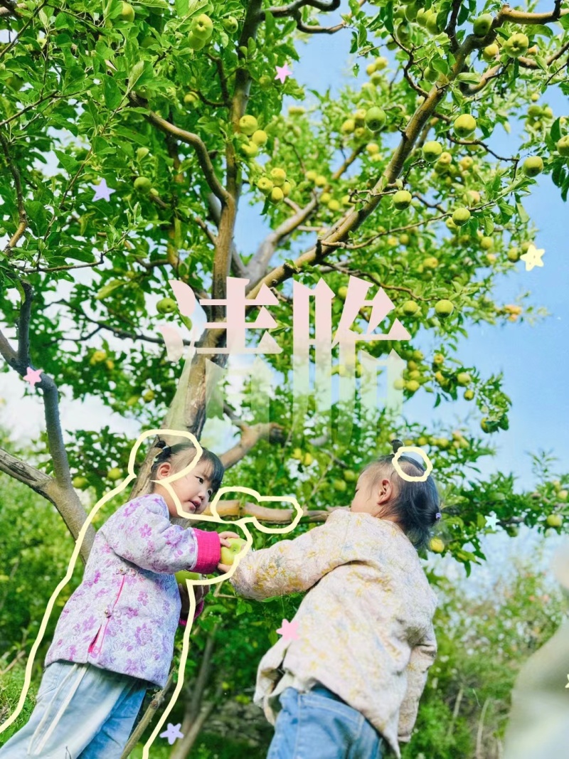 小金苹果