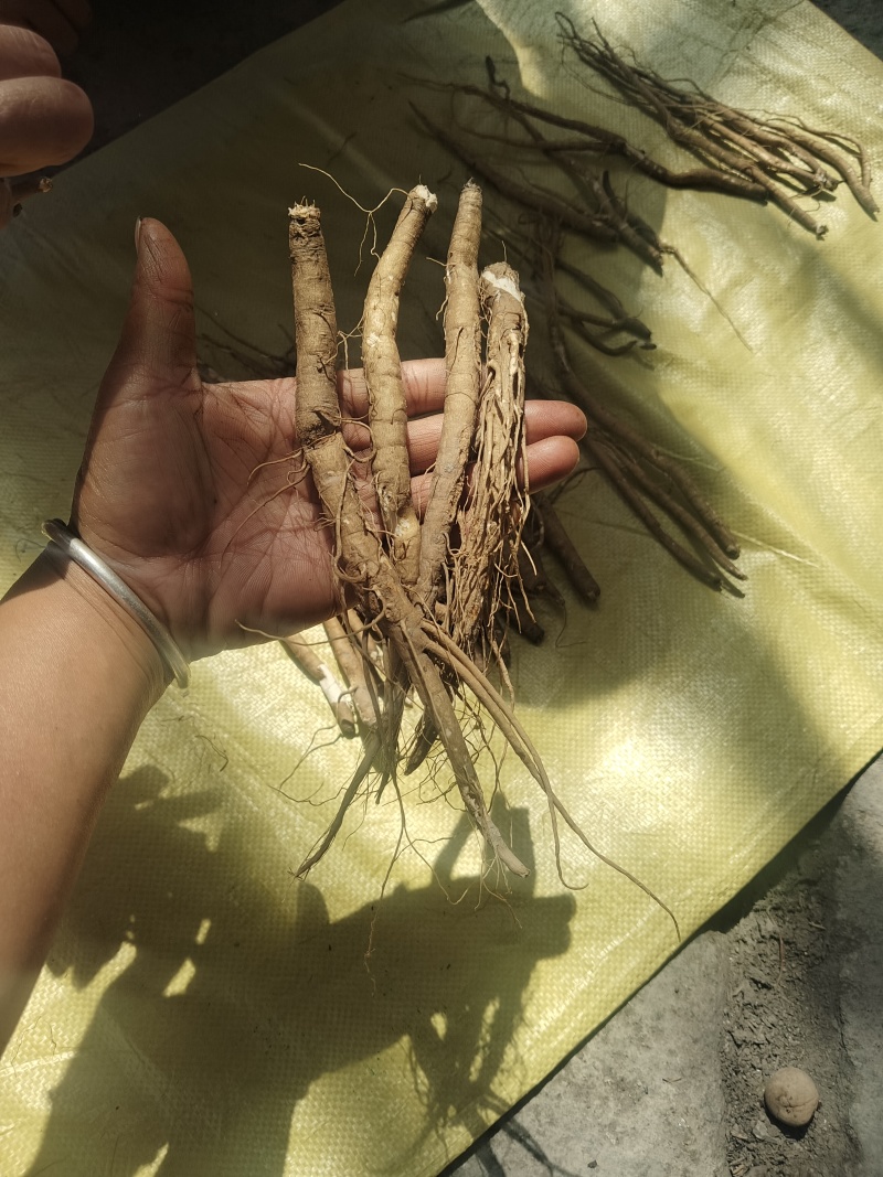 小金苹果