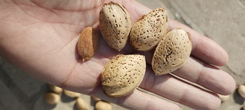 新疆巴旦木大量有货，一手货源视频看货，对接全国欢迎致电