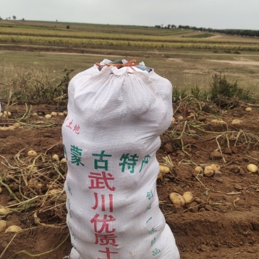 武川沙土地黄心土豆