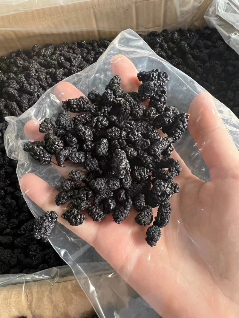 桑葚干泡水黑桑葚免洗无沙新疆桑葚子饱满大颗特产泡酒散装