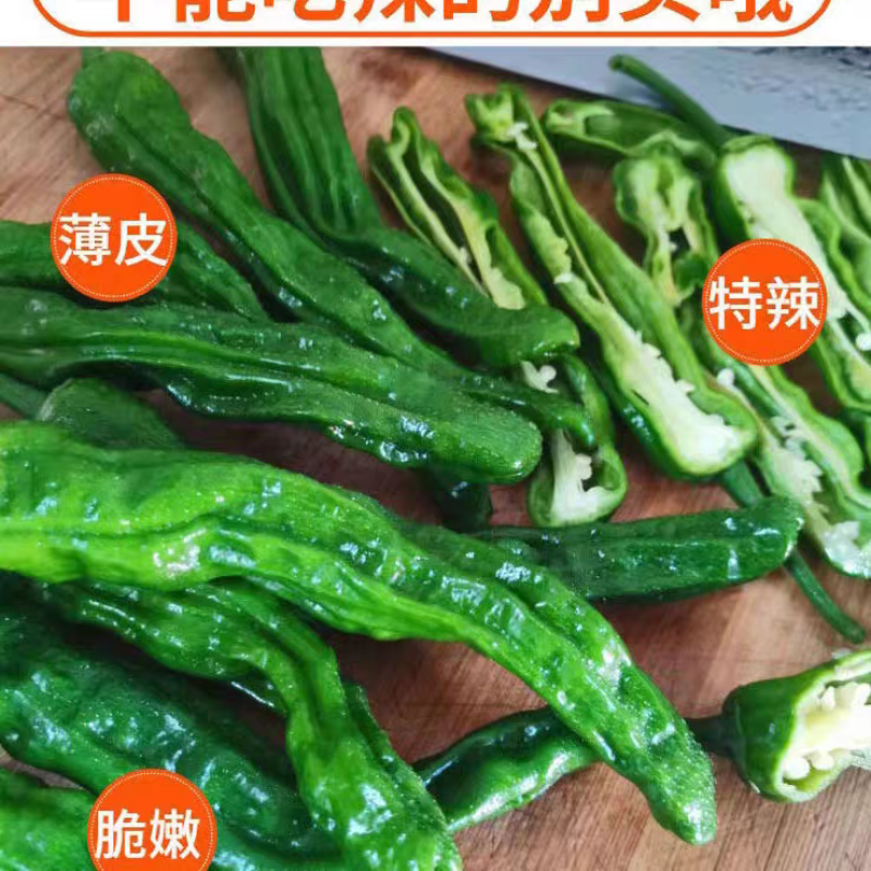 高山皱皮椒小皱皮湖北宜昌皱皮椒产地大量供应