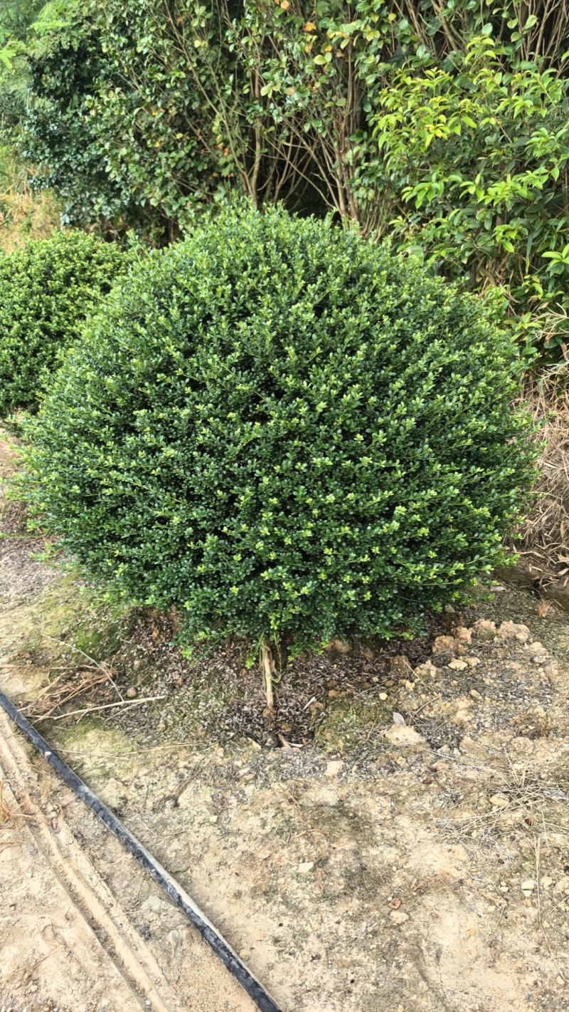 龟甲冬青球