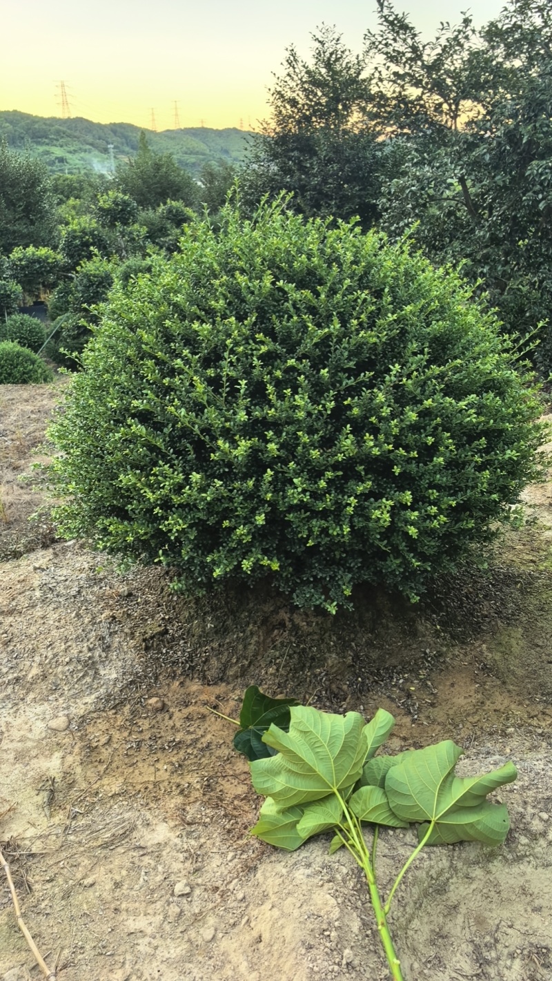 龟甲冬青球