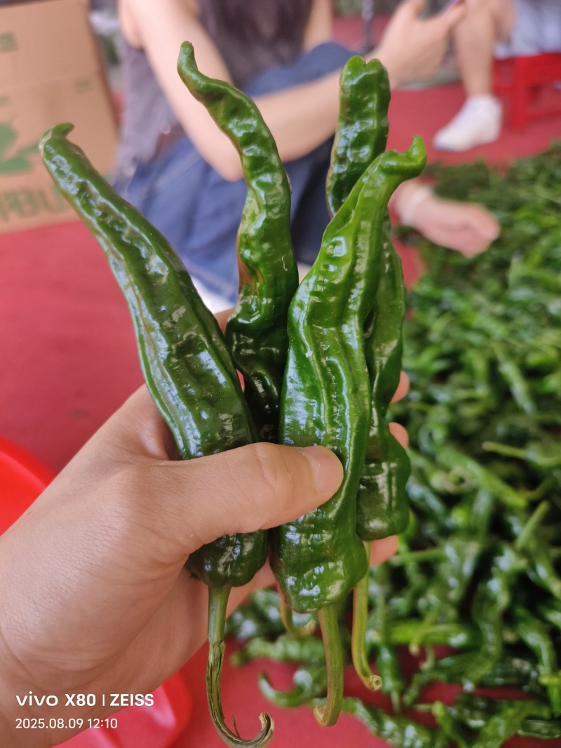 高山皱皮椒小皱皮湖北宜昌皱皮椒产地大量供应
