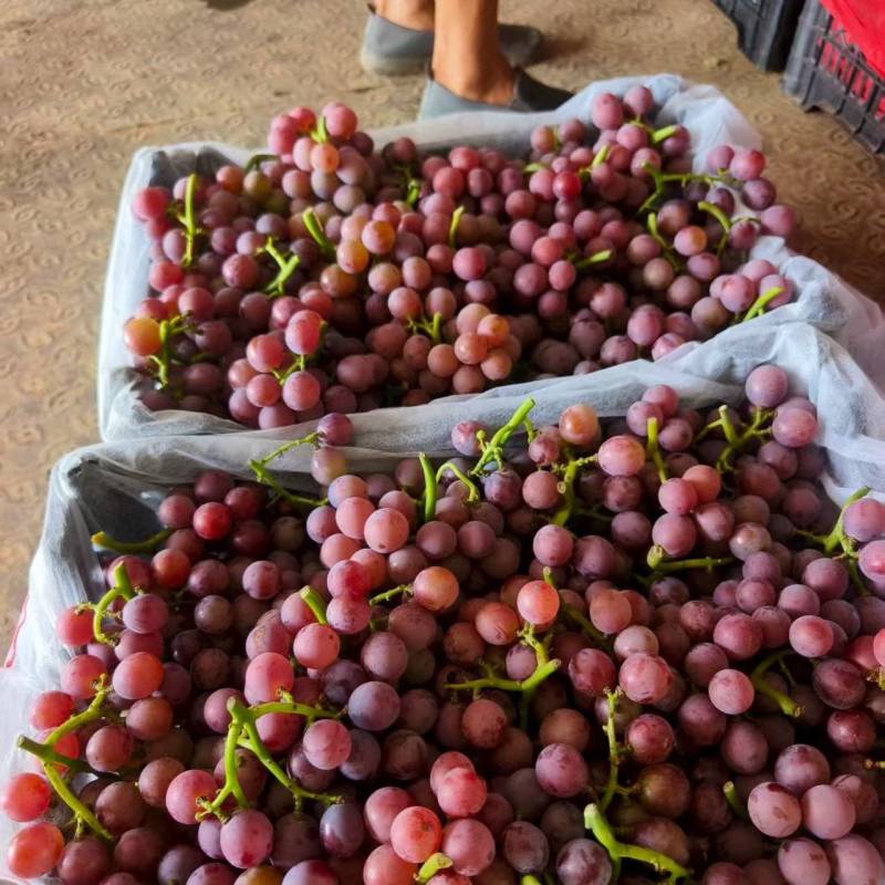 巨峰葡萄二茬。产地直发。一手货源充足。实力代办。