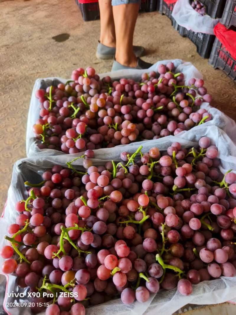 巨峰葡萄二茬。产地直发。一手货源充足。实力代办。