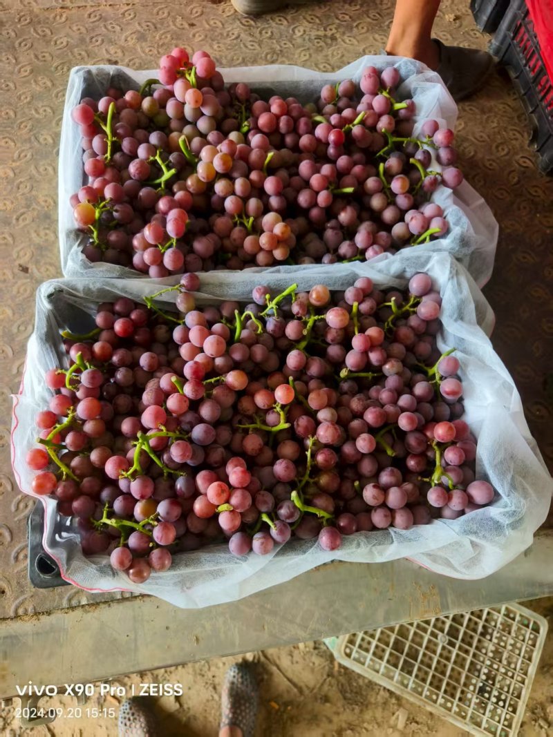 巨峰葡萄二茬。产地直发。一手货源充足。实力代办。