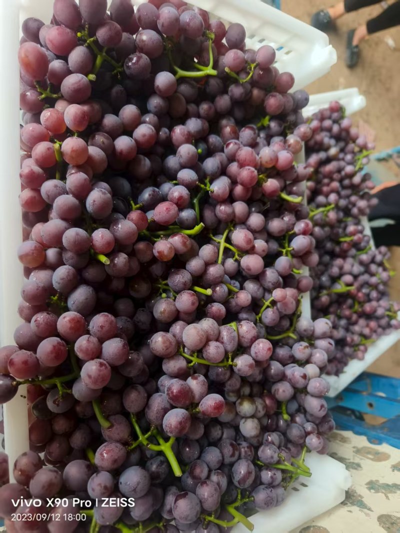 巨峰葡萄二茬。产地直发。一手货源充足。实力代办。