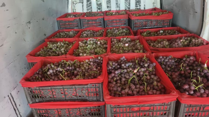 巨峰葡萄二茬。产地直发。一手货源充足。实力代办。