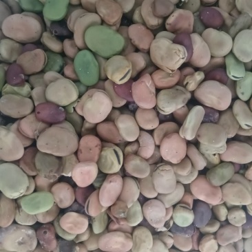 新蚕豆胡豆养殖用食品厂用都可以现货蚕豆胡豆大量供应