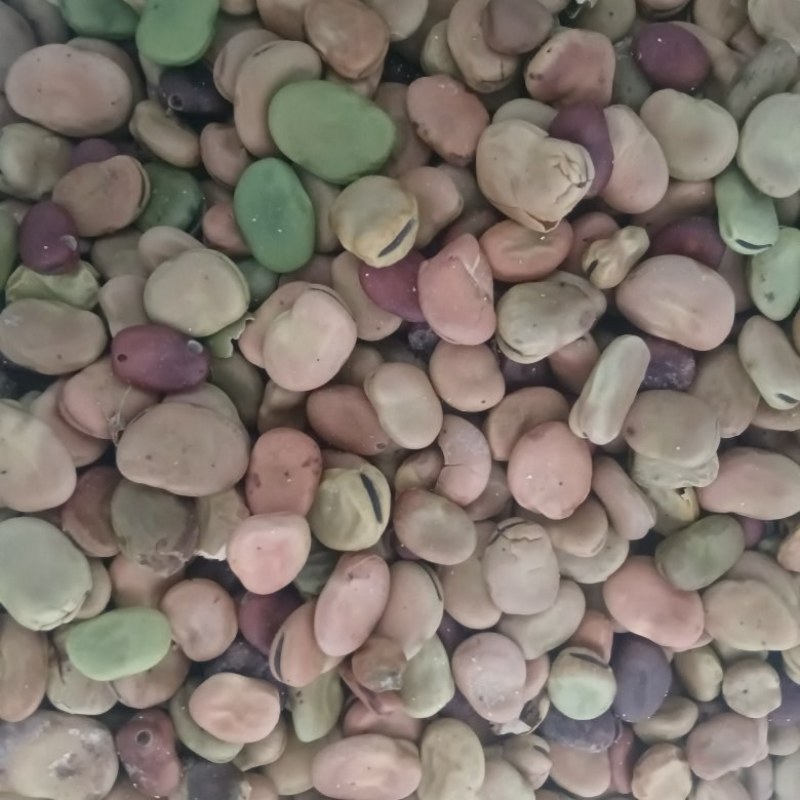 新蚕豆胡豆养殖用食品厂用都可以现货蚕豆胡豆大量供应