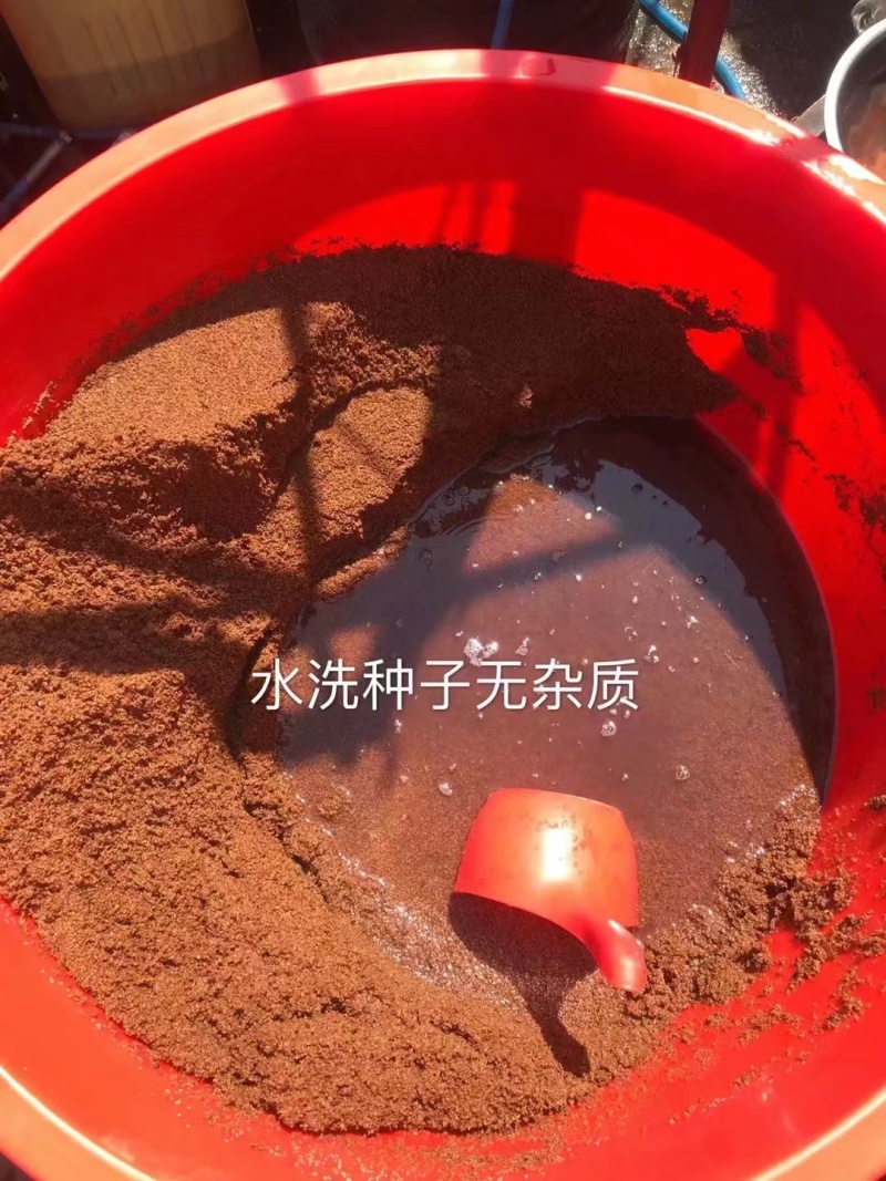 刺嫩芽种子