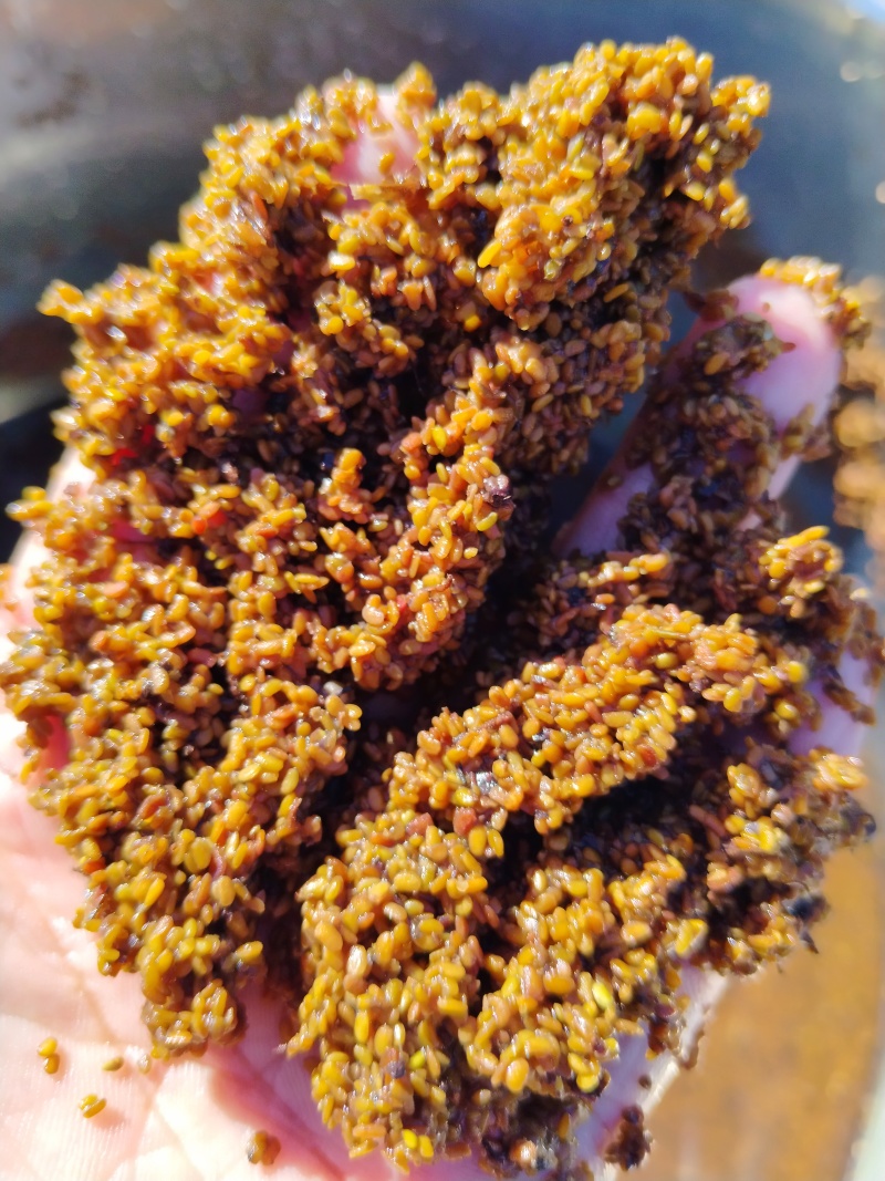 刺嫩芽种子