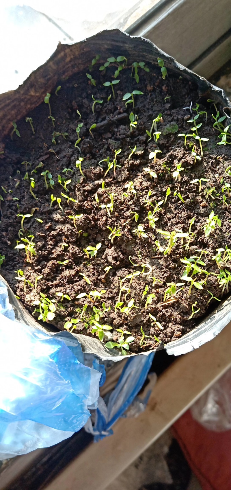 刺嫩芽种子