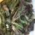 刺嫩芽种子