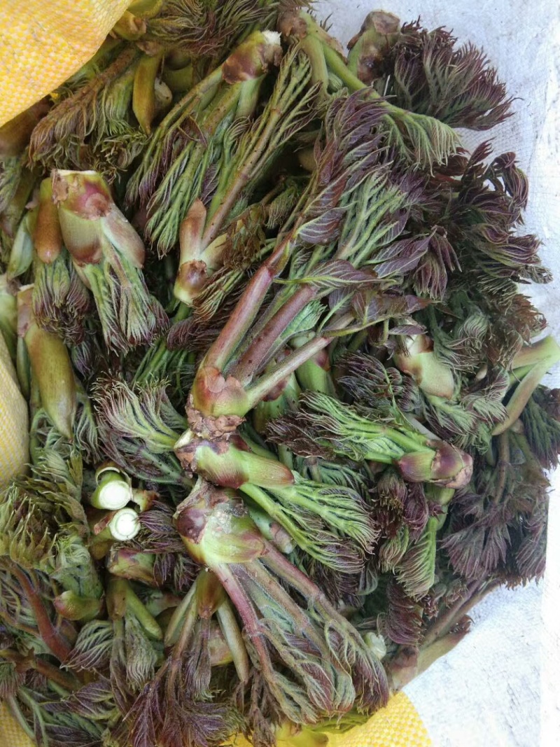 刺嫩芽种子