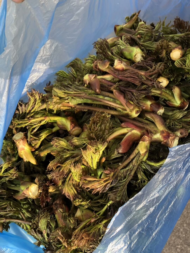 刺嫩芽种子