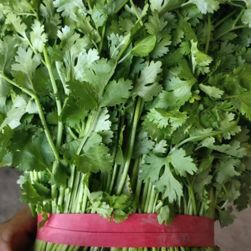 河北精品香菜大量上市产地一手货源欢迎随时电话联系