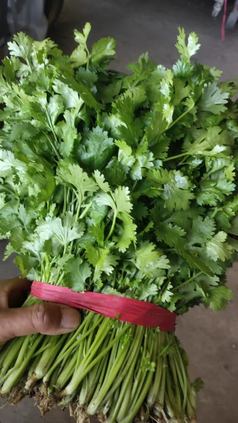 河北精品香菜大量上市产地一手货源欢迎随时电话联系