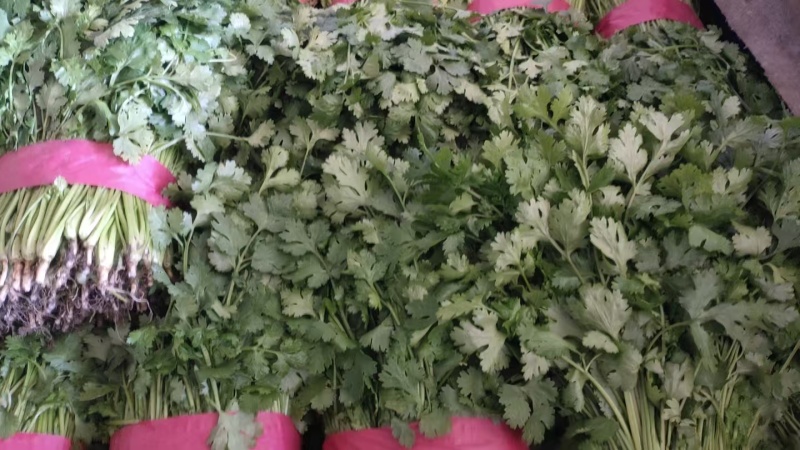 河北精品香菜大量上市产地一手货源欢迎随时电话联系