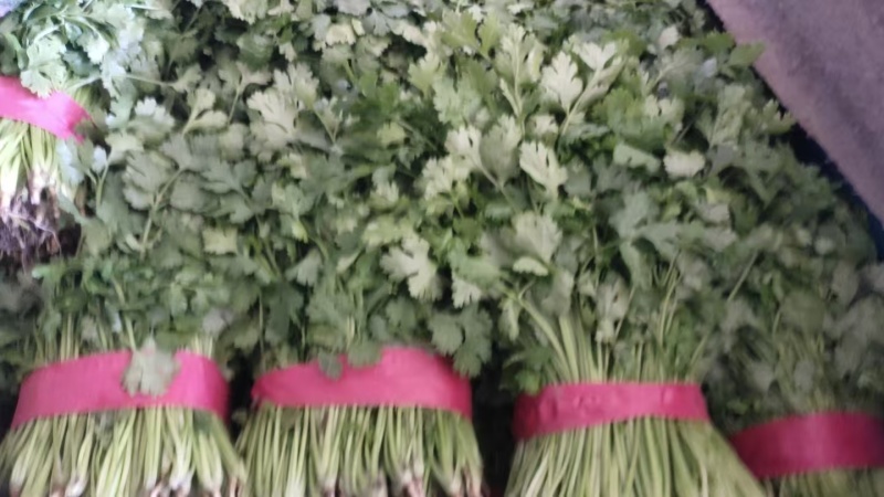 河北精品香菜大量上市产地一手货源欢迎随时电话联系