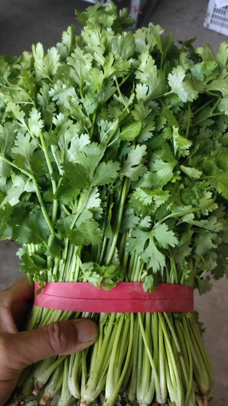 河北精品香菜大量上市产地一手货源欢迎随时电话联系