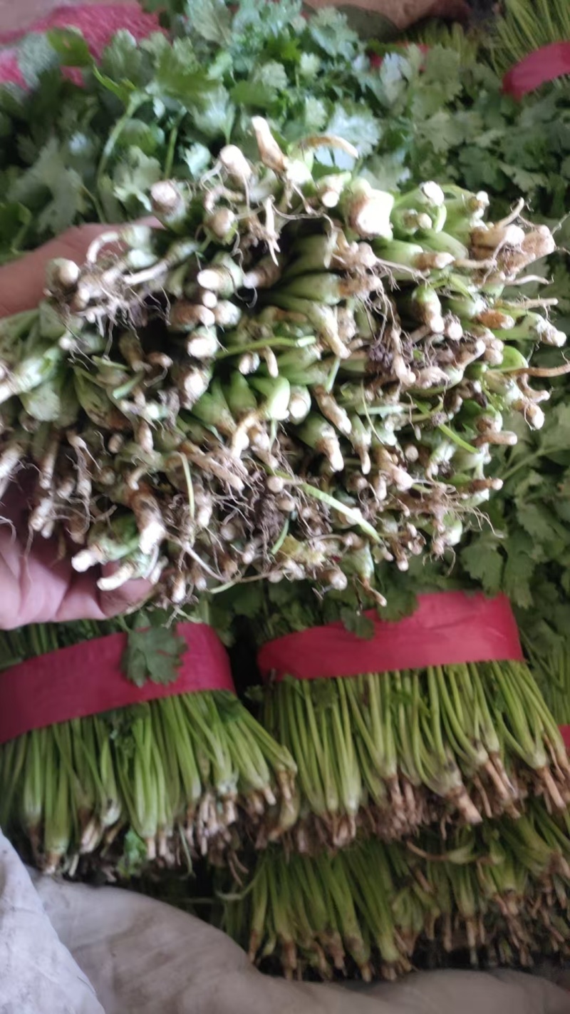 河北精品香菜大量上市产地一手货源欢迎随时电话联系
