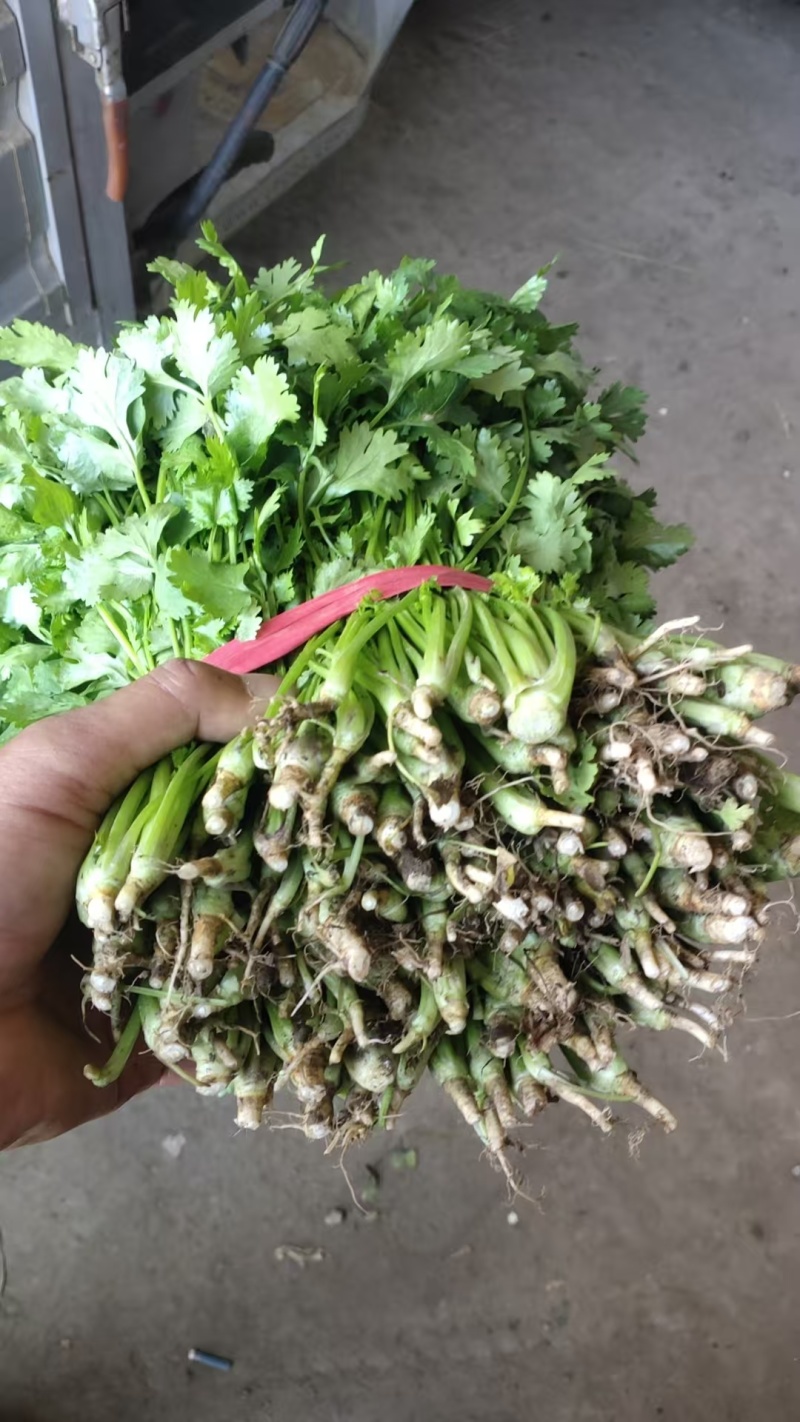河北精品香菜大量上市产地一手货源欢迎随时电话联系