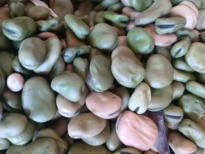 新蚕豆胡豆养殖用食品厂用都可以现货蚕豆胡豆大量供应