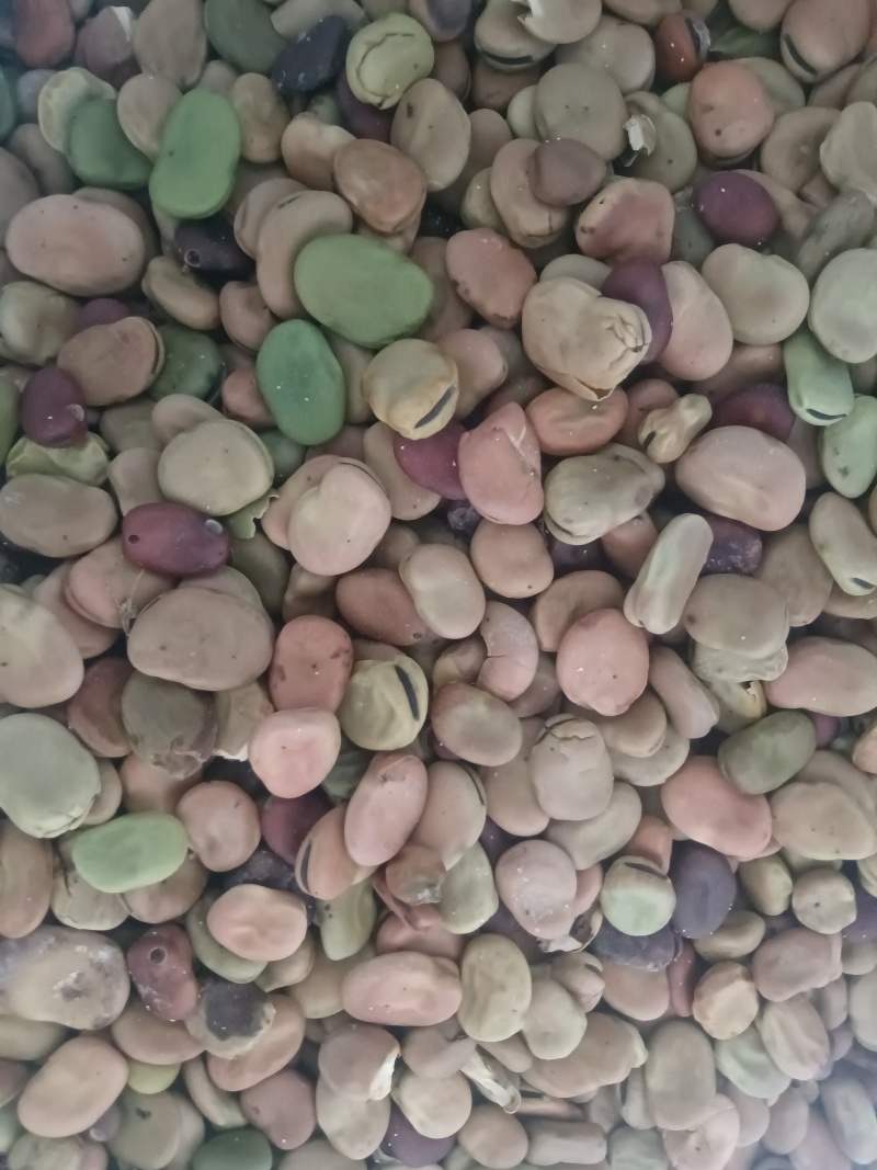 新蚕豆胡豆养殖用食品厂用都可以现货蚕豆胡豆大量供应