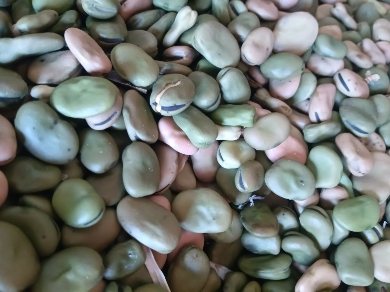 新蚕豆胡豆养殖用食品厂用都可以现货蚕豆胡豆大量供应
