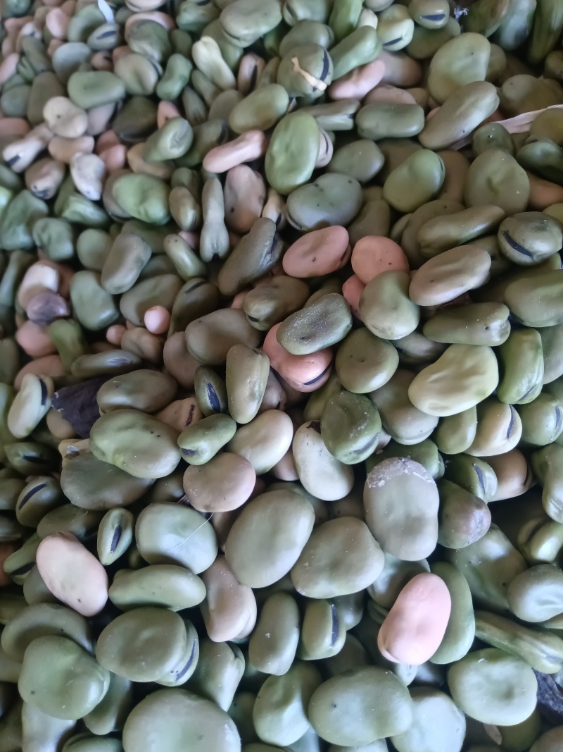 新蚕豆胡豆养殖用食品厂用都可以现货蚕豆胡豆大量供应