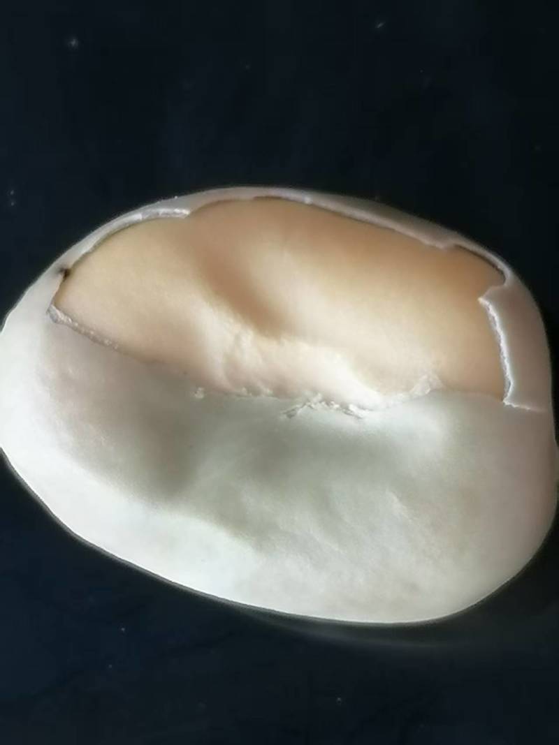 新蚕豆胡豆养殖用食品厂用都可以现货蚕豆胡豆大量供应