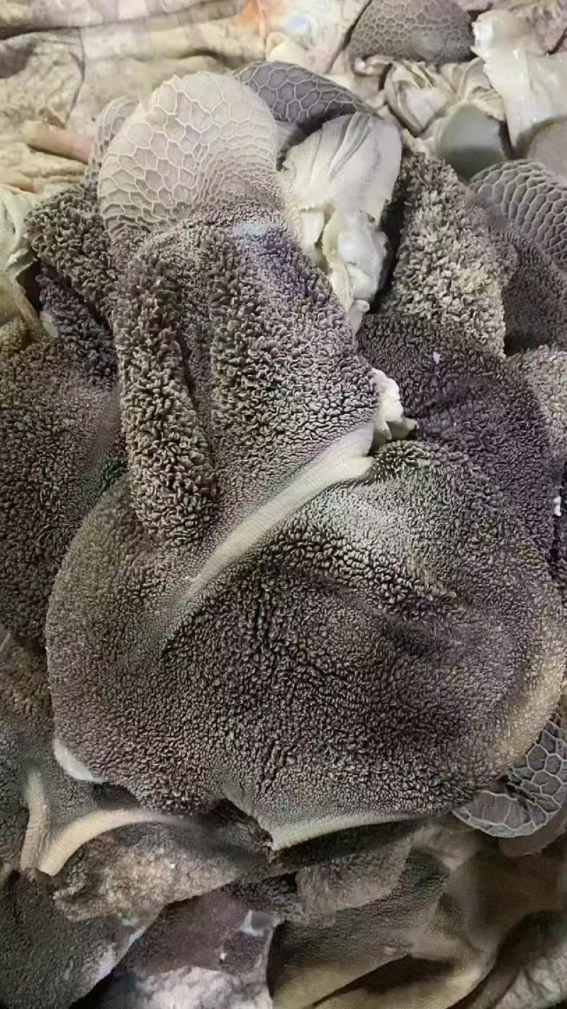 羊毛肚常年有货品质保证欢迎下单诚信买卖