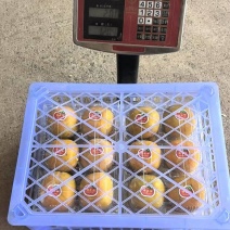 广西恭城脆柿