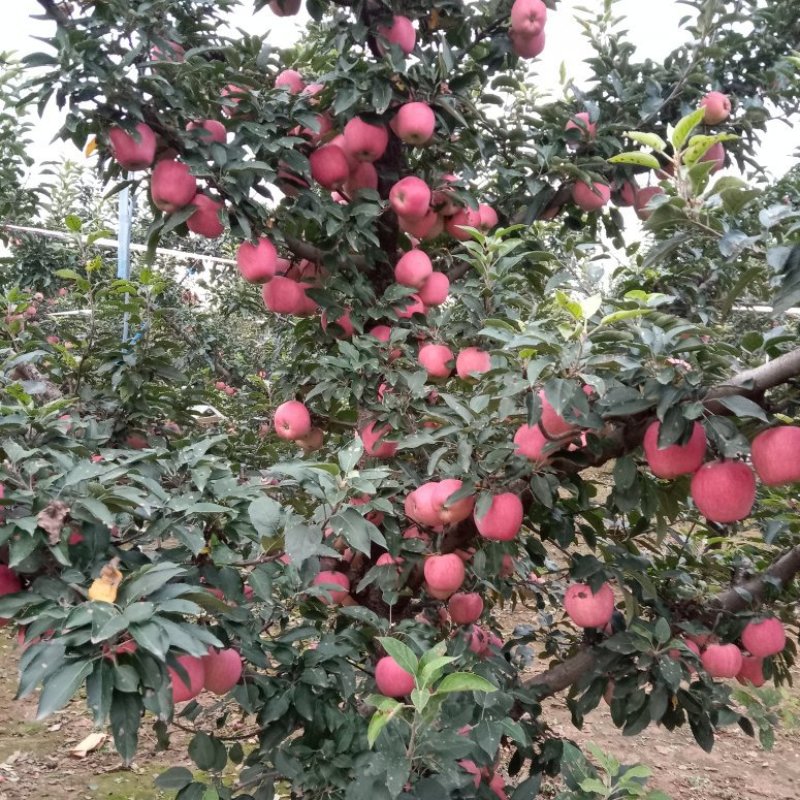 红星苹果大量上市，欢迎选购