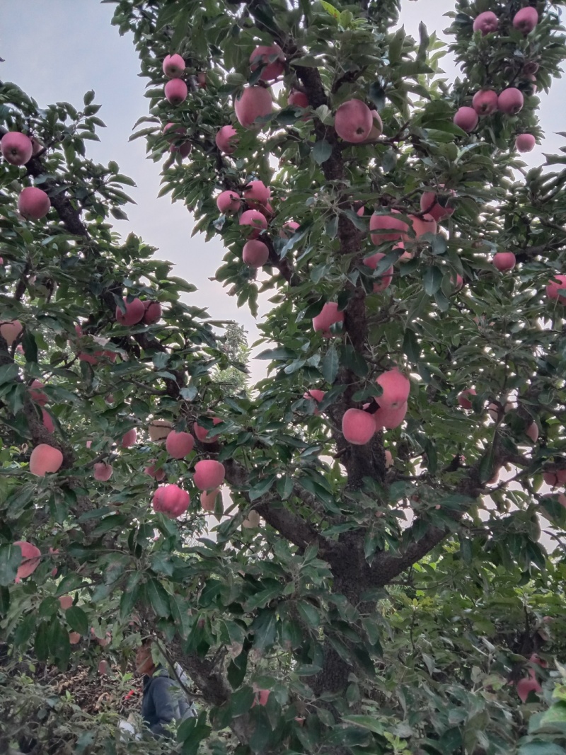 红星苹果大量上市，欢迎选购
