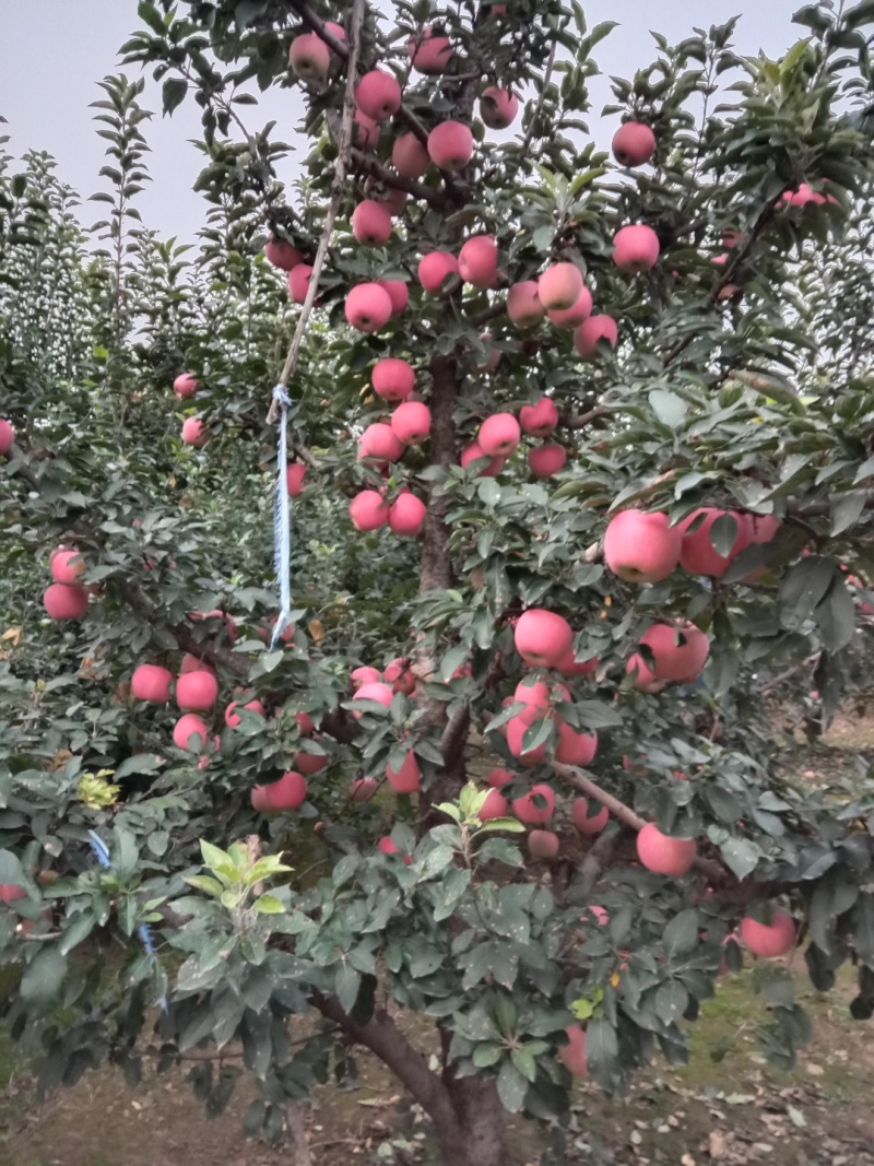 红星苹果大量上市，欢迎选购