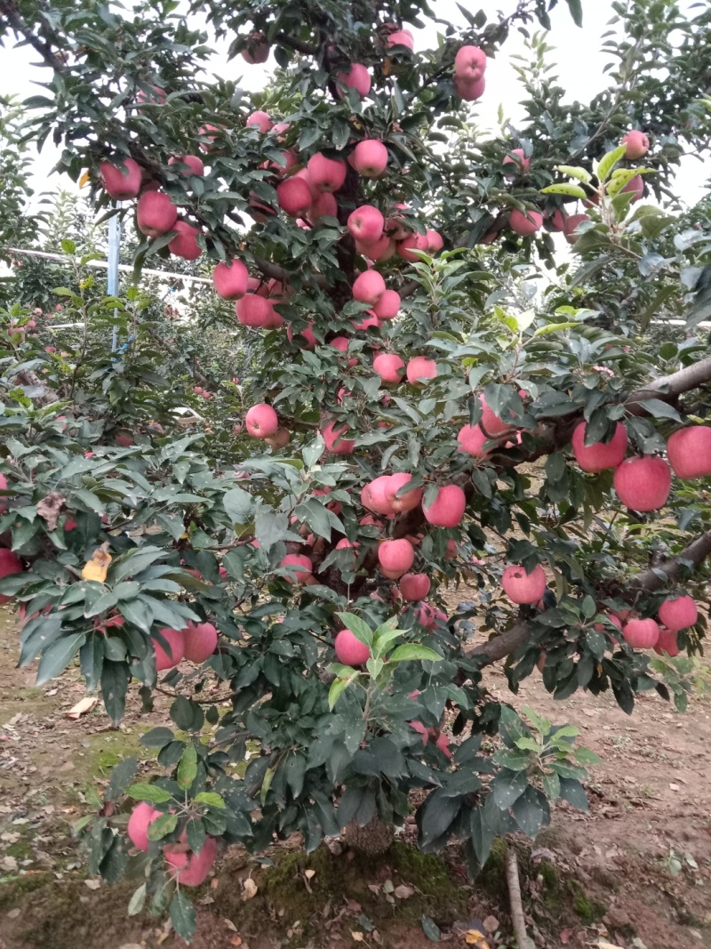 红星苹果大量上市，欢迎选购
