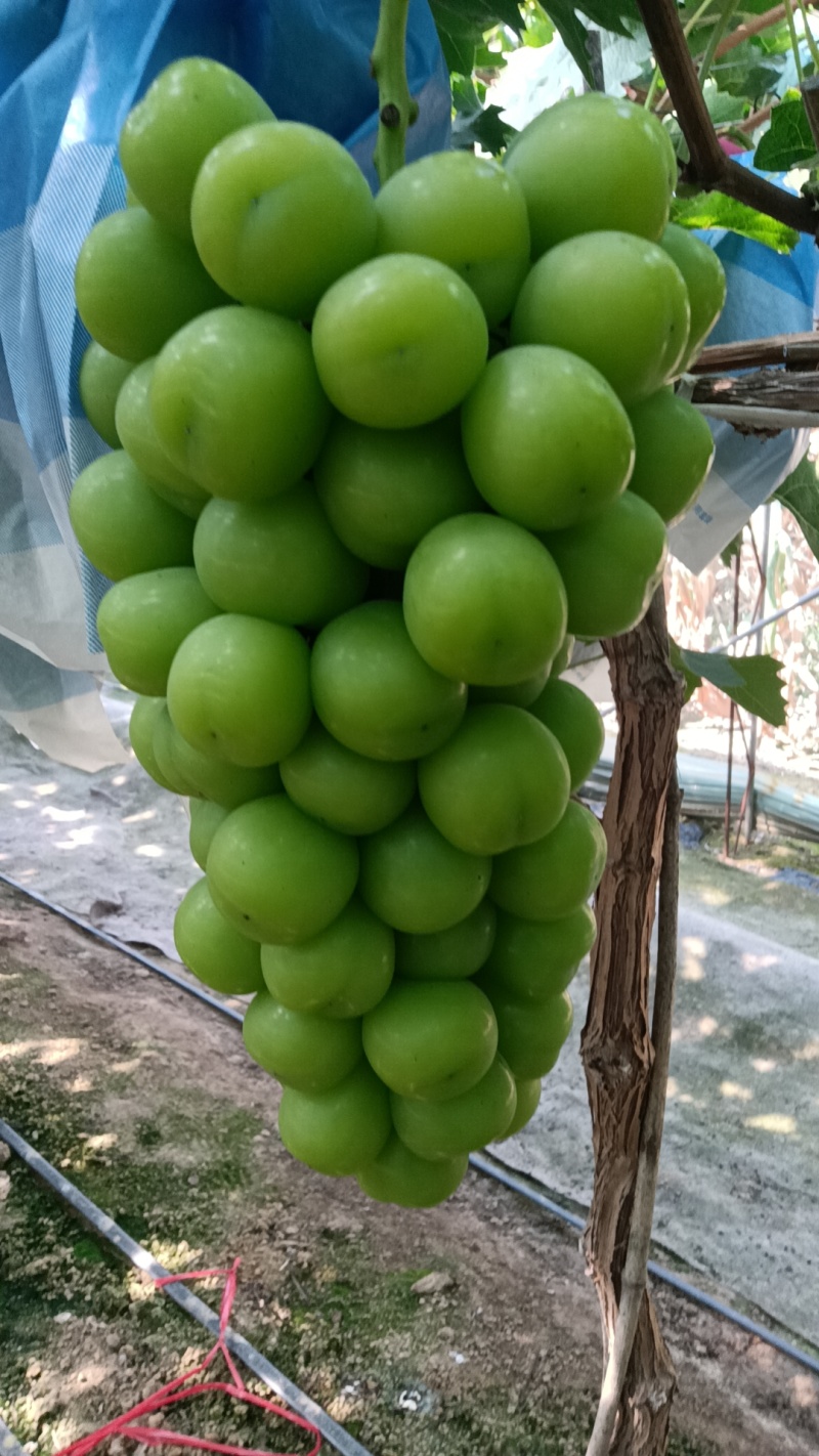 出售自家的阳光玫瑰大串大粒