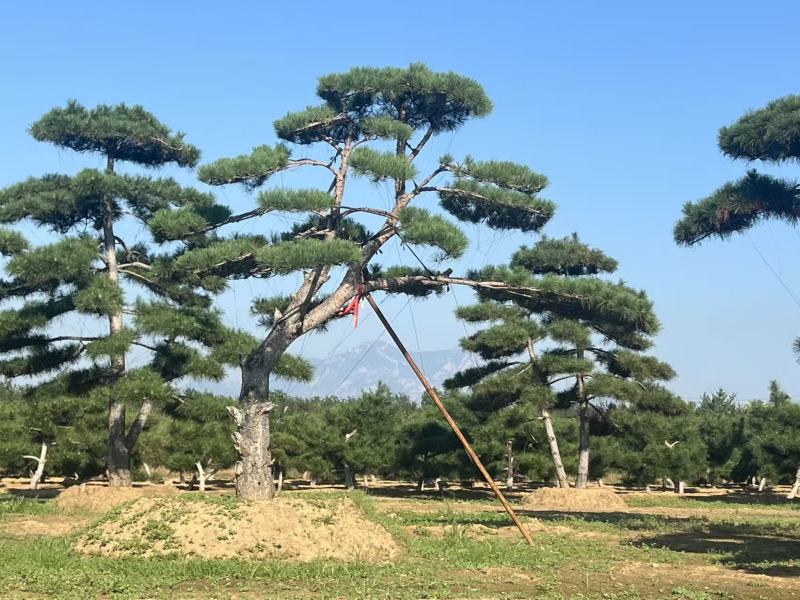 造型黑松15公分20公分25公分30公分35公分40公分