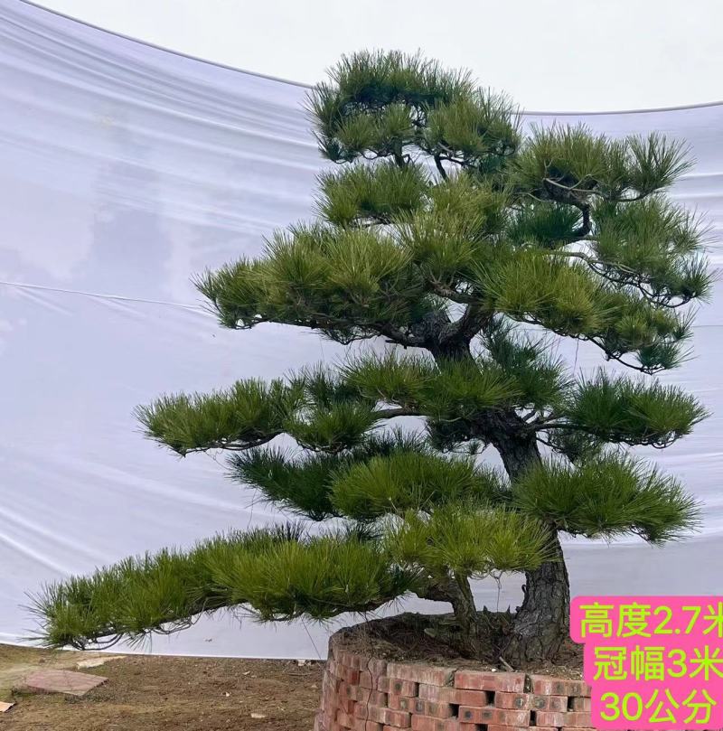 造型黑松15公分20公分25公分30公分35公分40公分