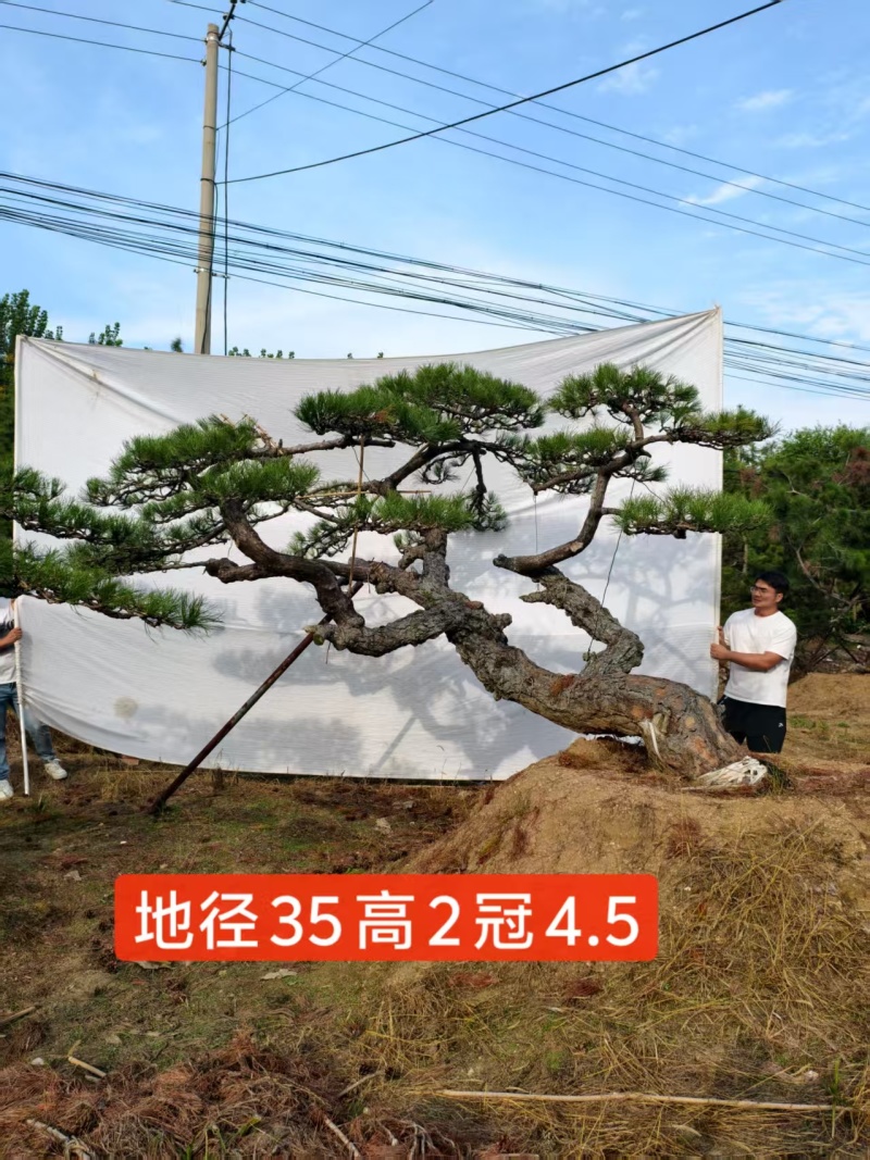 造型黑松15公分20公分25公分30公分35公分40公分