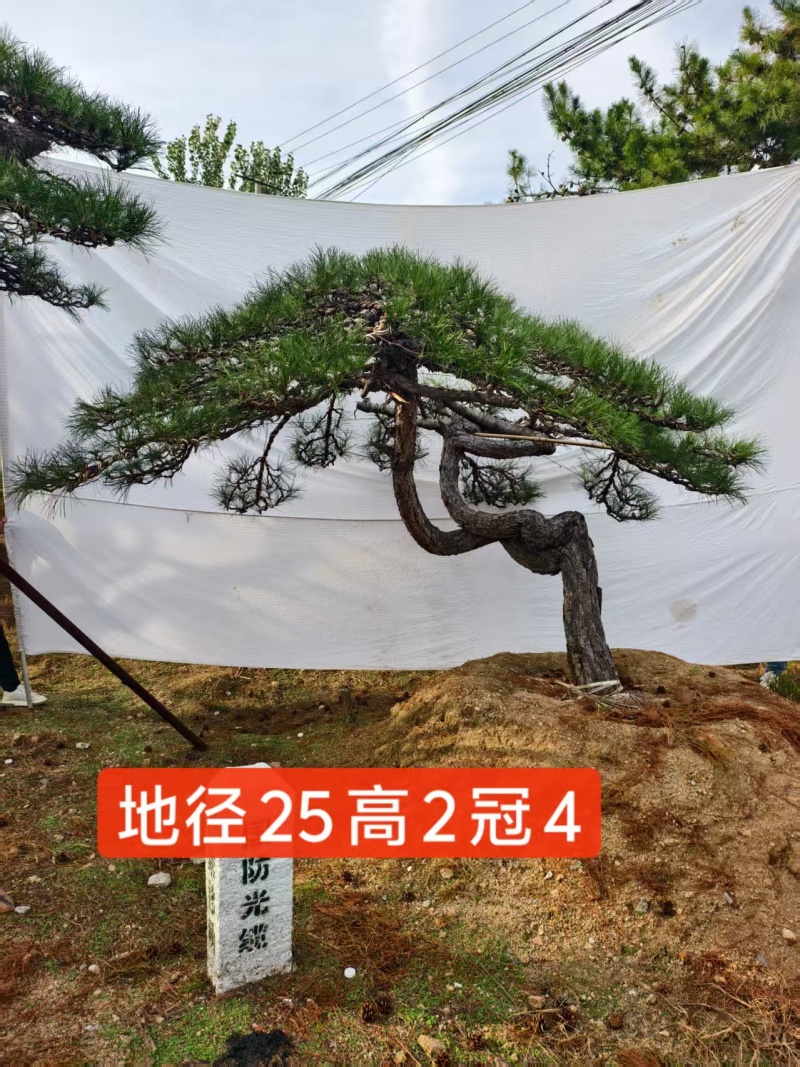 造型黑松15公分20公分25公分30公分35公分40公分