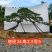 造型黑松15公分20公分25公分30公分35公分40公分