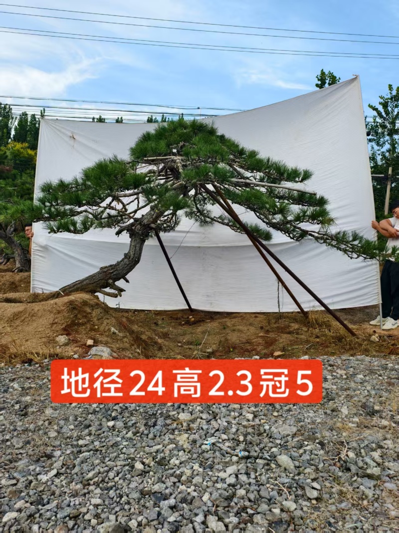 造型黑松15公分20公分25公分30公分35公分40公分