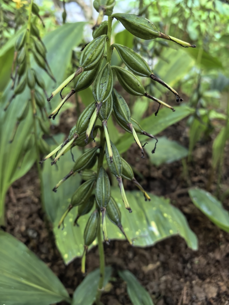 毛慈菇种苗