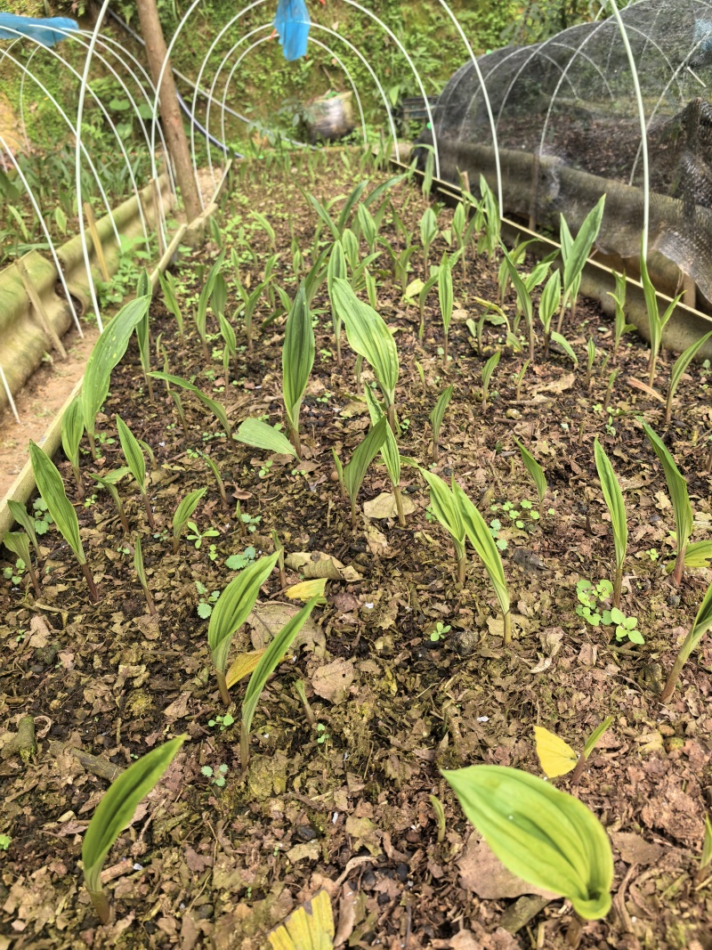 毛慈菇种苗
